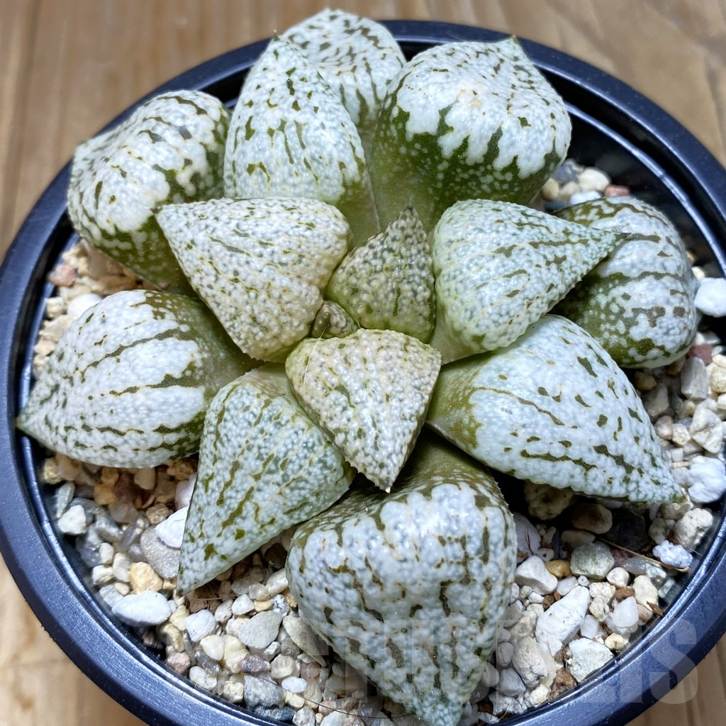 SH7902 Haworthia picta ‘White Magic’