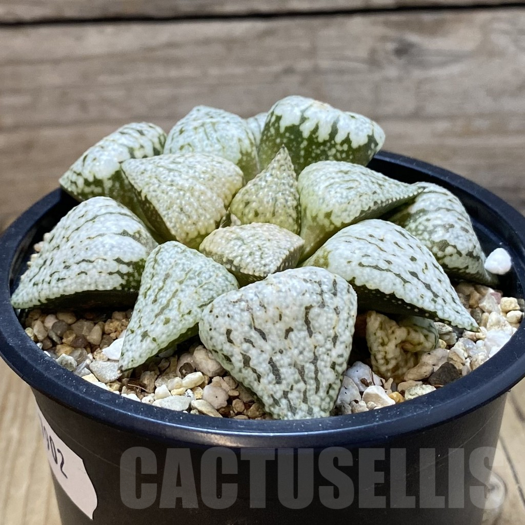 SH7902 Haworthia picta ‘White Magic’ - Image 2