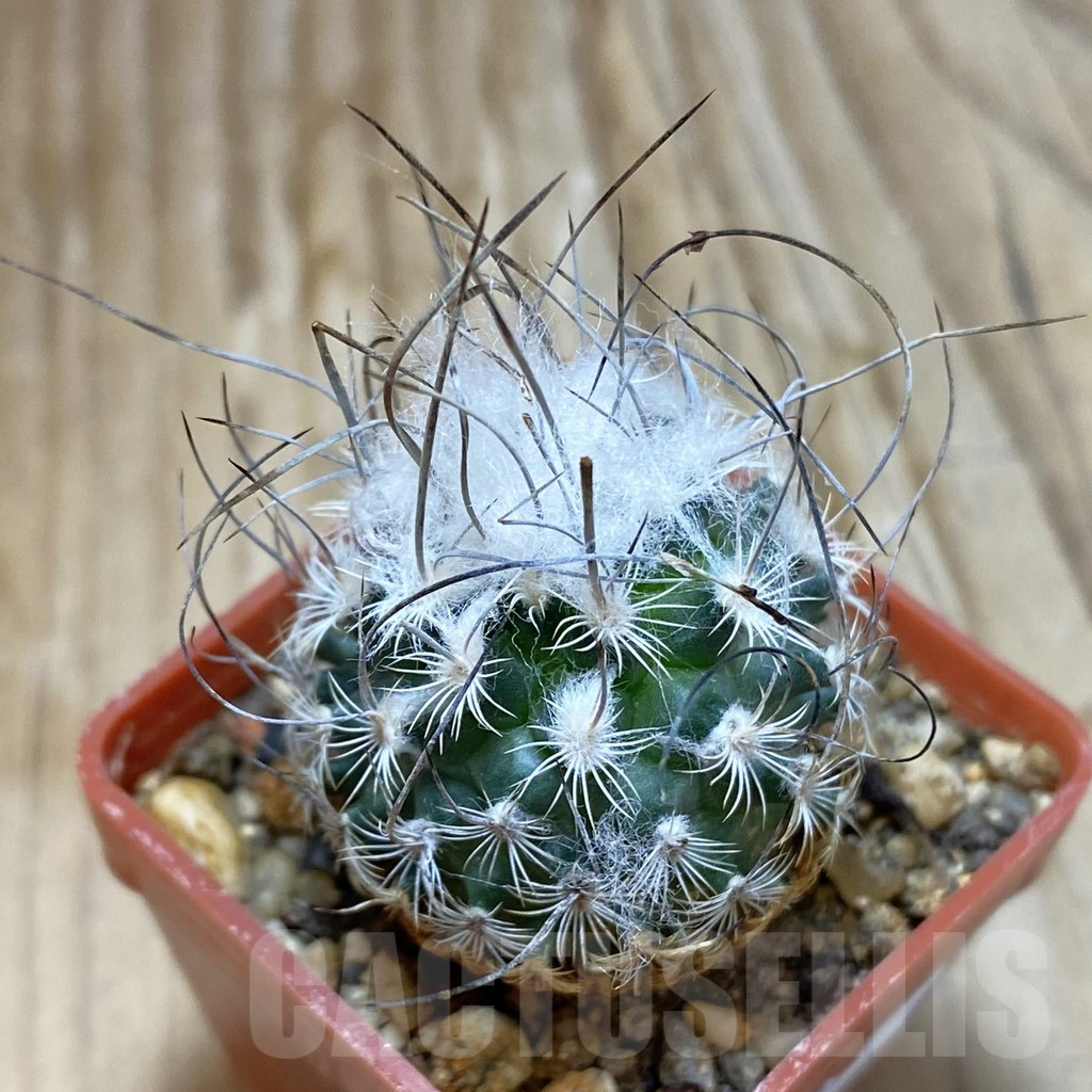 SH7877 Turbinicarpus dickisoniae