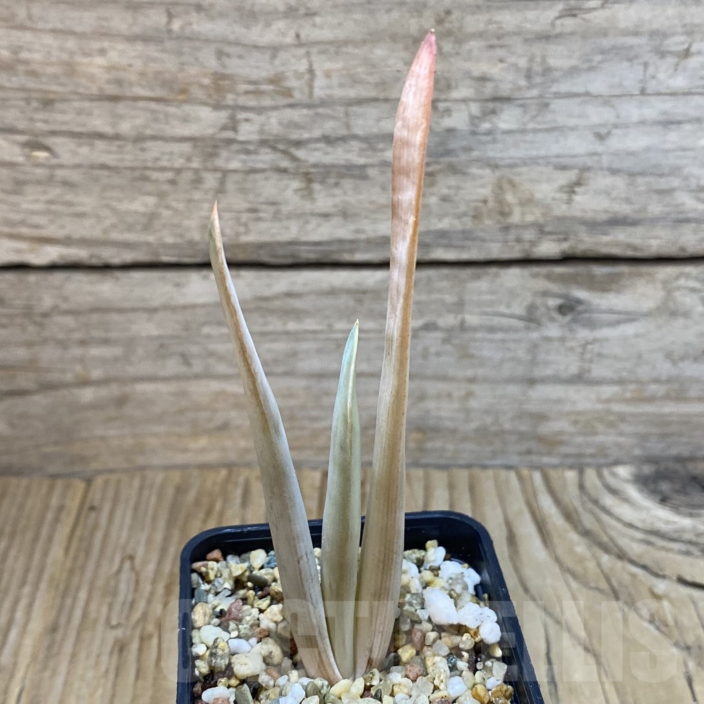 SH7903 Aloe plicatilis - Image 2