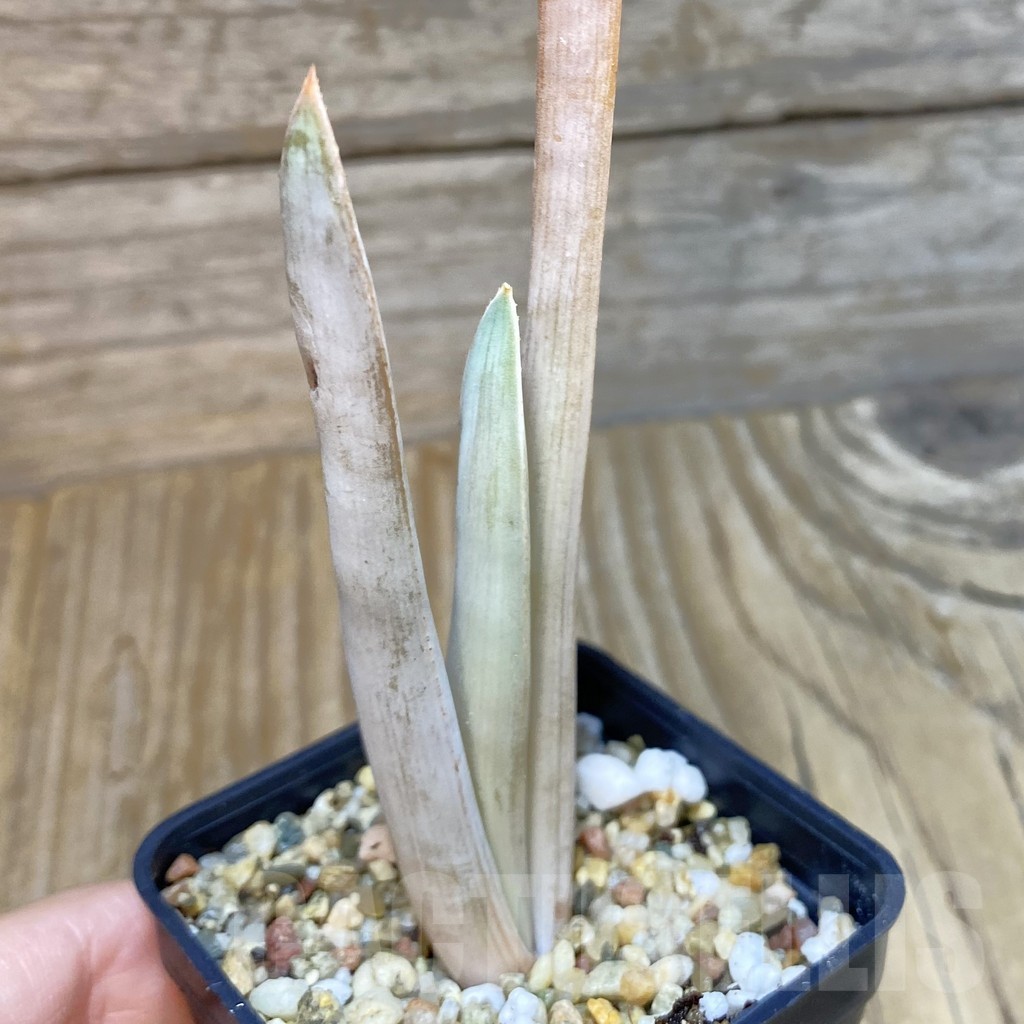 SH7903 Aloe plicatilis