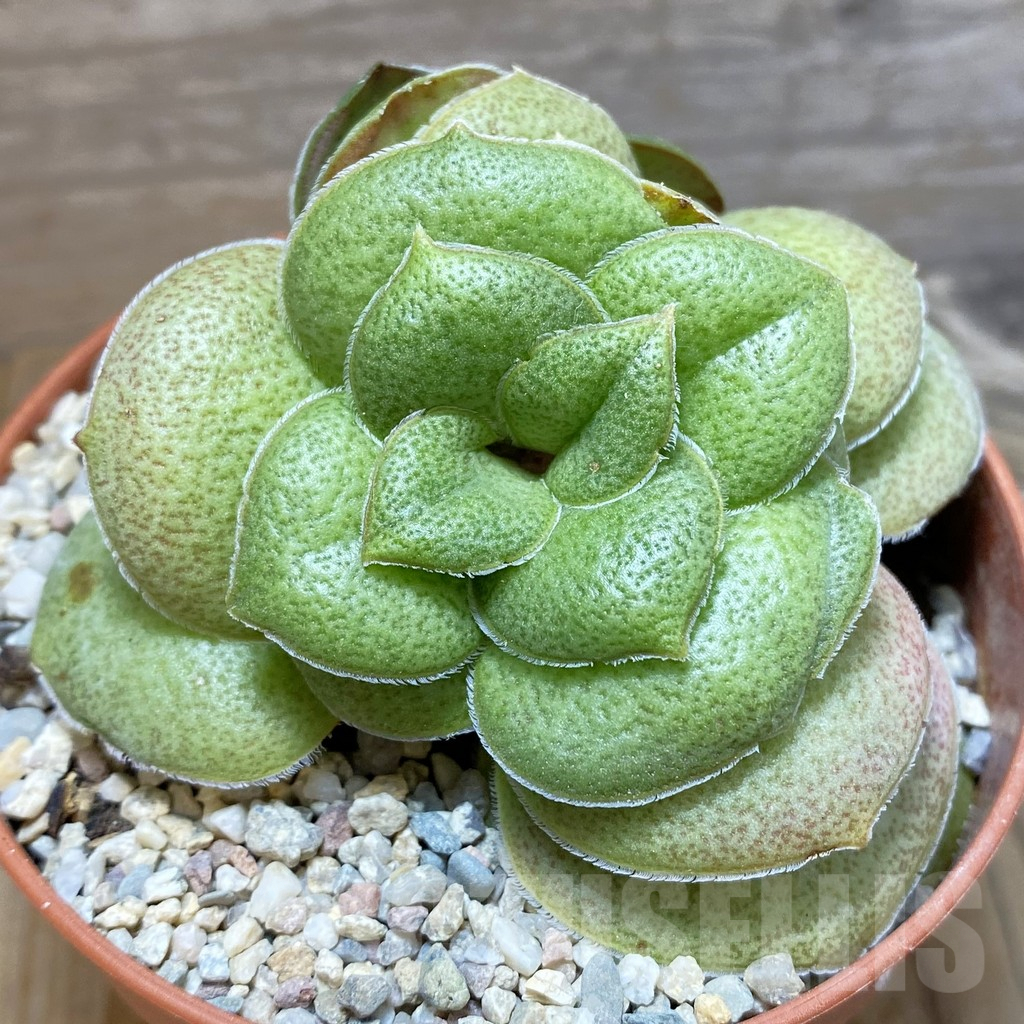 SH7904 Crassula hemisphaerica