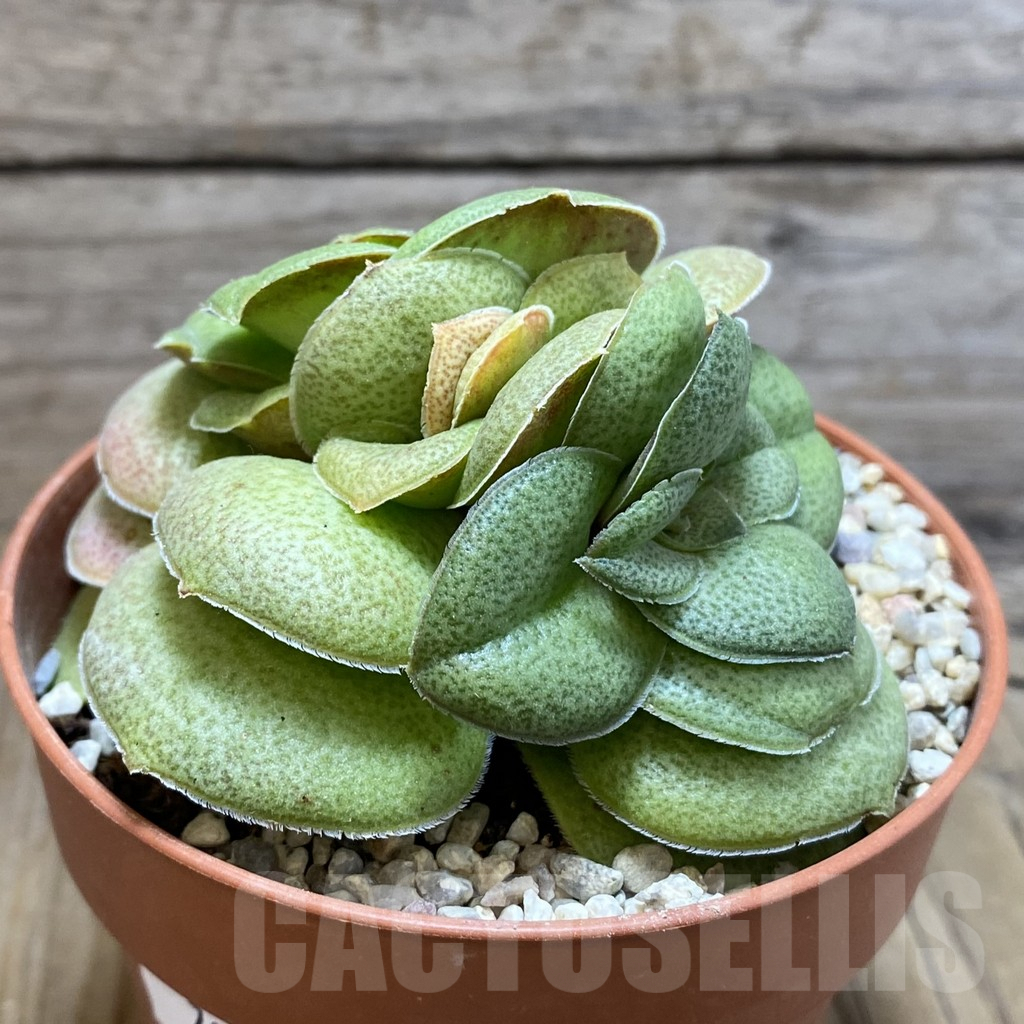SH7904 Crassula hemisphaerica - Image 2