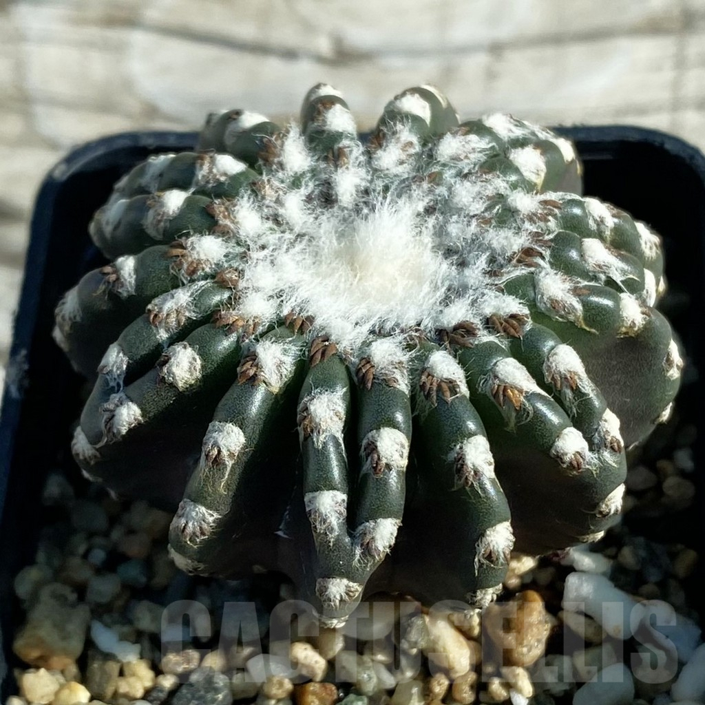SH7940 Discocactus horstii