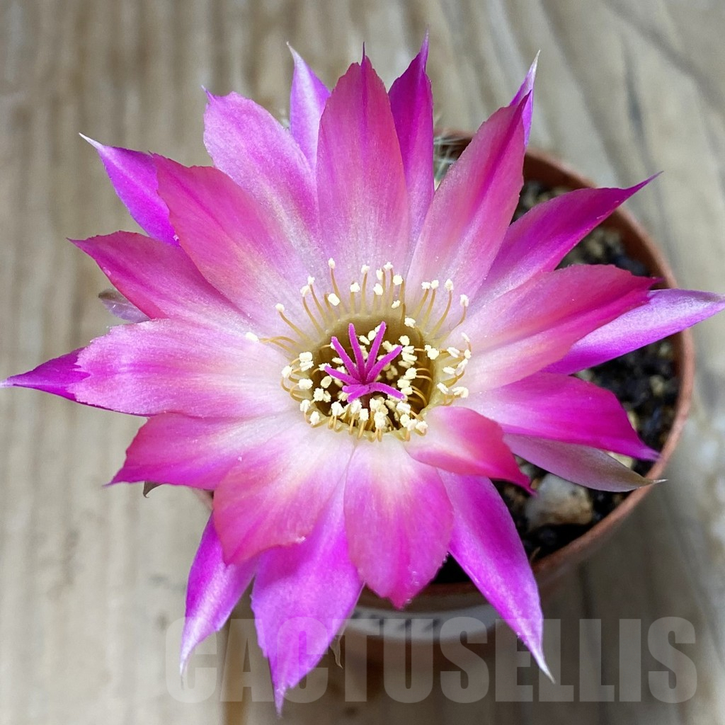 SH7977 Chamaecereus hybrid PAN 19 191 23