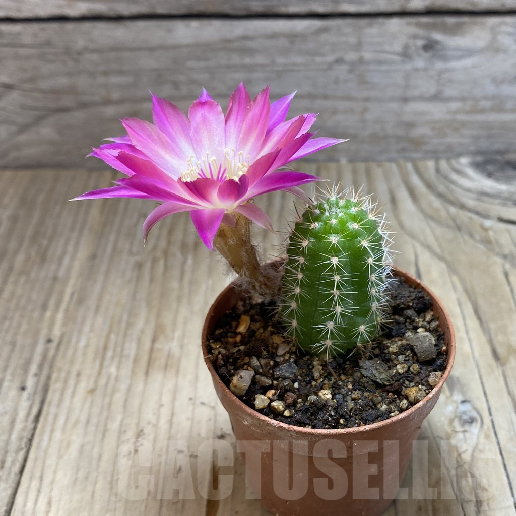 SH7977 Chamaecereus hybrid PAN 19 191 23 - Image 2