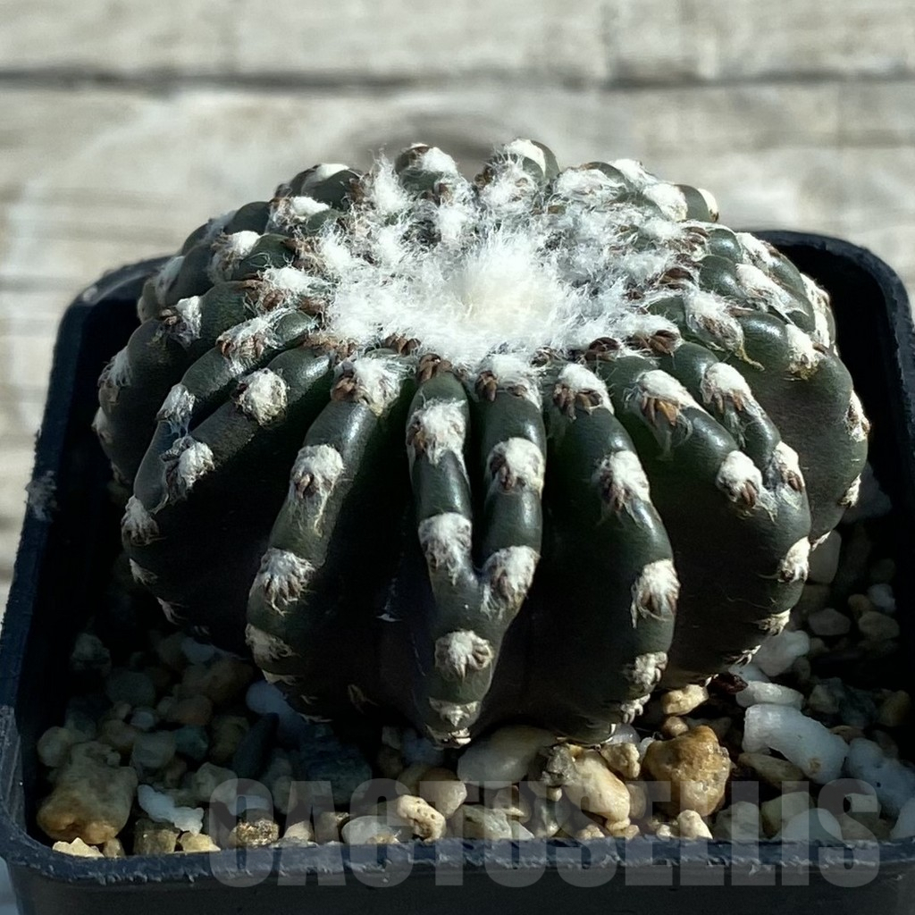 SH7940 Discocactus horstii - Image 2