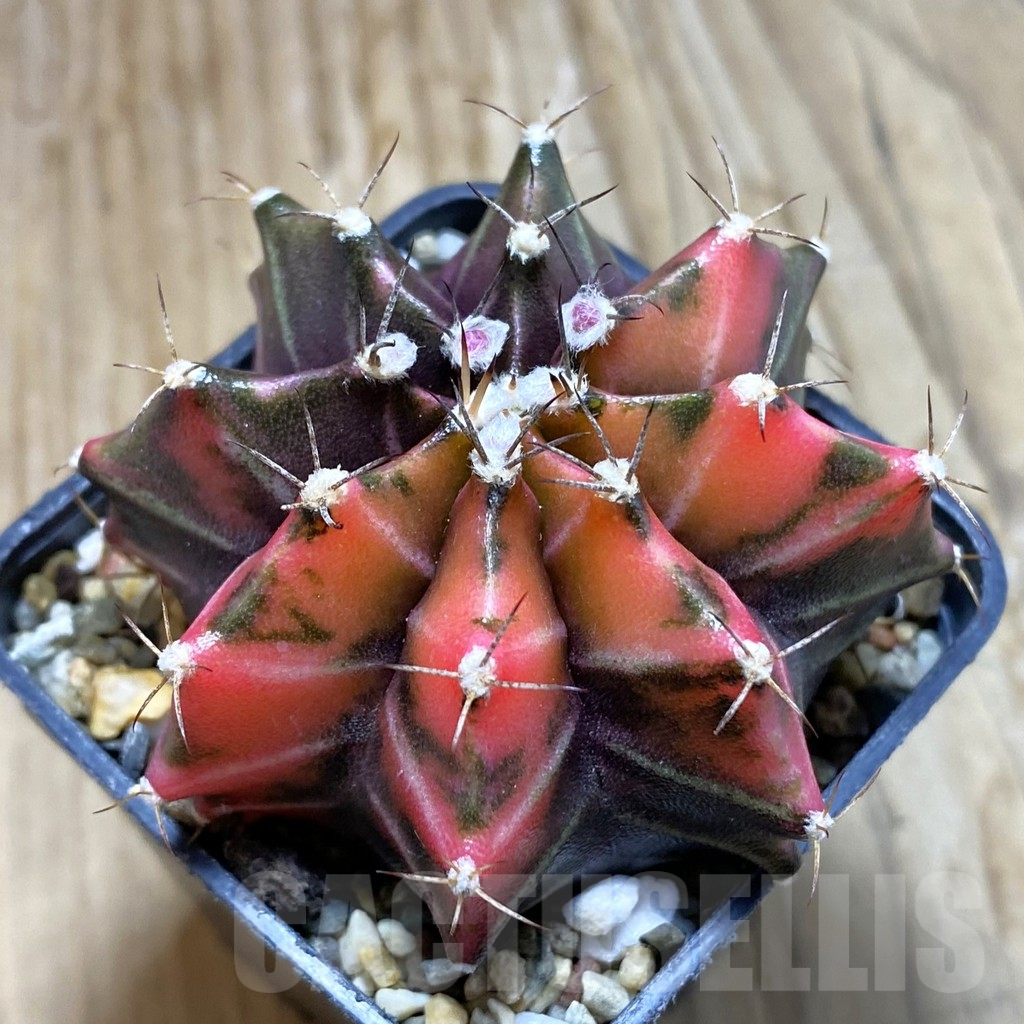 SH7984 Gymnocalycium mihanovichii f. variegata, seedling