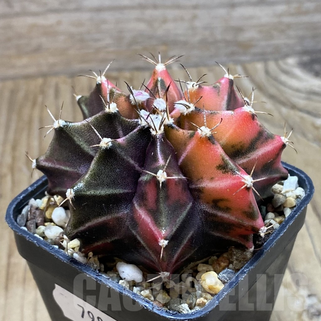 SH7984 Gymnocalycium mihanovichii f. variegata, seedling - Image 2