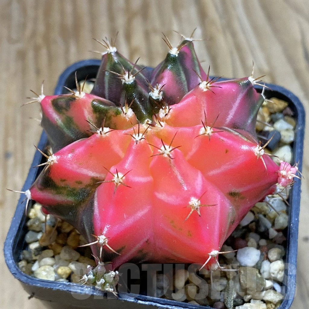 SH7987 Gymnocalycium mihanovichii f. variegata, seedling