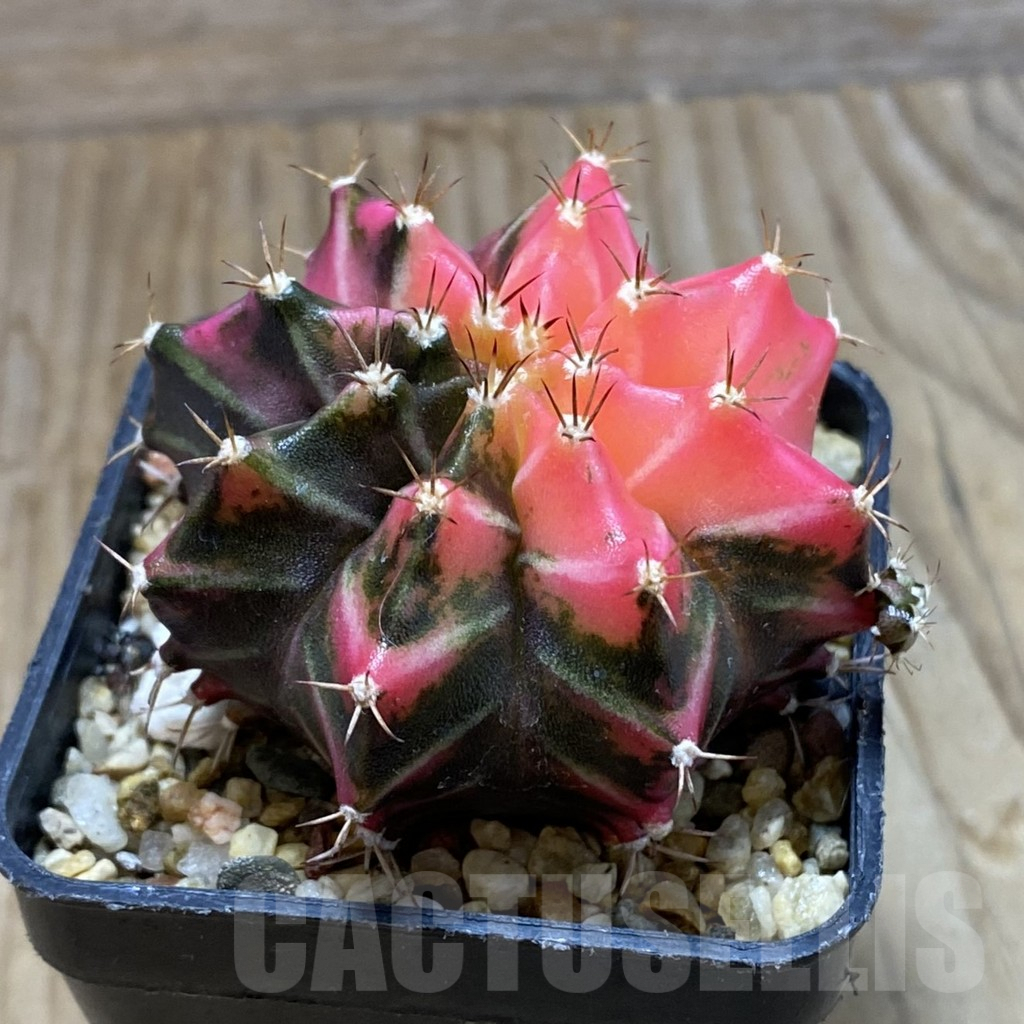 SH7987 Gymnocalycium mihanovichii f. variegata, seedling - Image 2