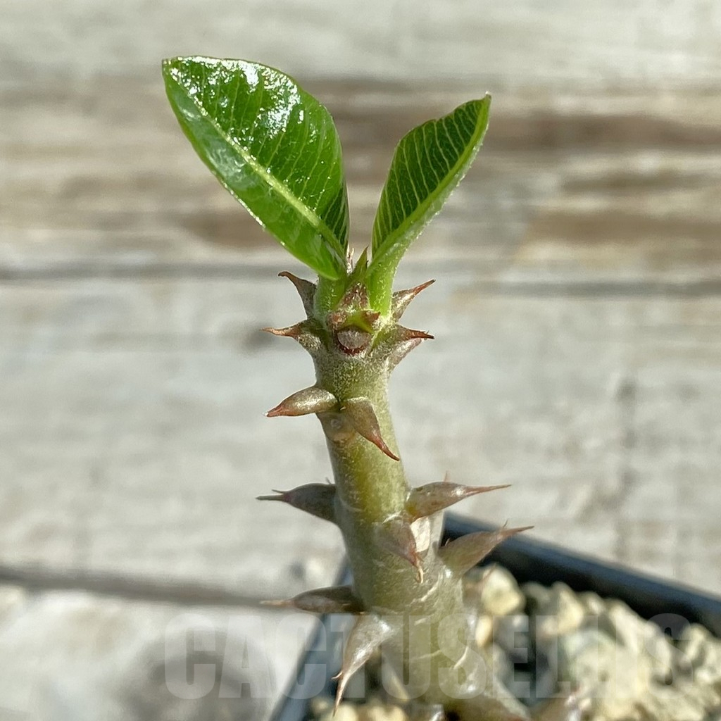 SH7950 Pachypodium baronii v. windsorii - Image 2