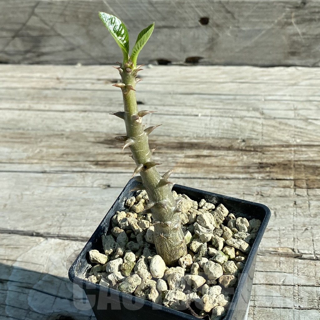 SH7950 Pachypodium baronii v. windsorii - Image 3