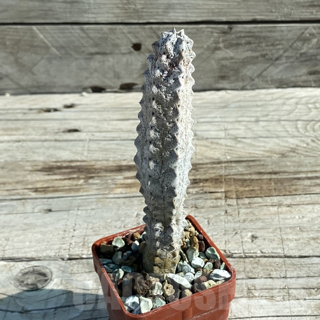 SH7953 Euphorbia abdelkuri - Image 2