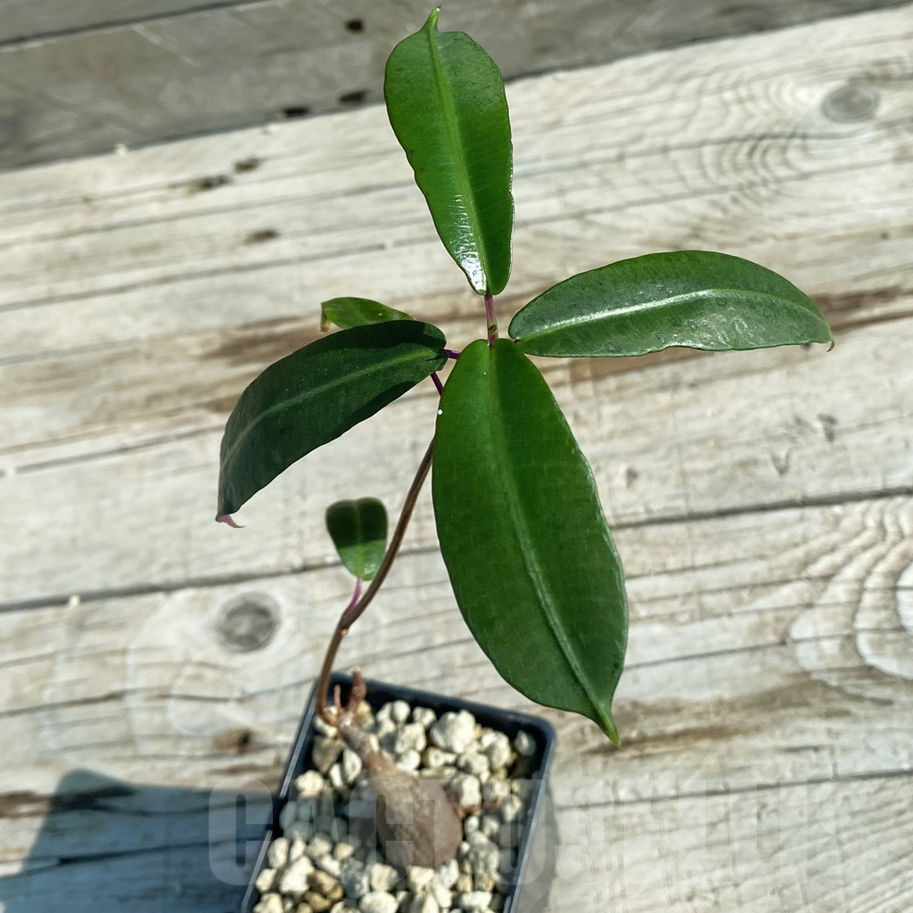 SH7957 Petopentia natalensis
