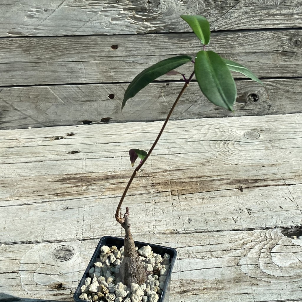 SH7957 Petopentia natalensis - Image 2