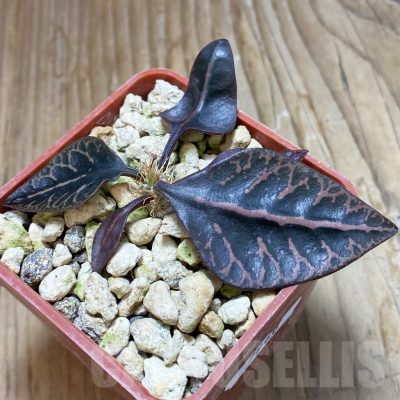 SH7960 Euphorbia francoisii hybrid