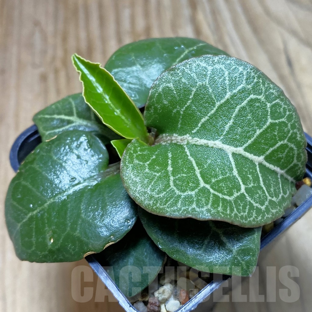SH7962 Euphorbia francoisii hybrid