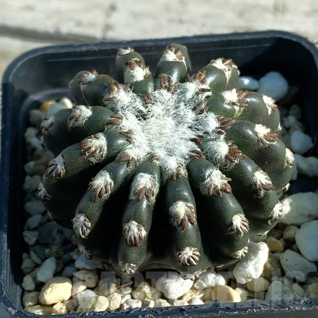 SH7939 Discocactus horstii