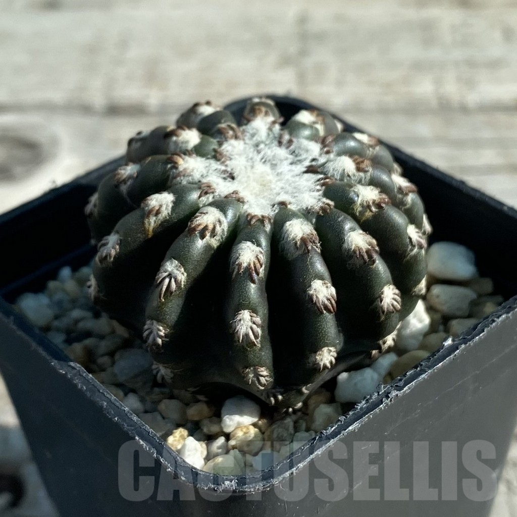SH7939 Discocactus horstii - Image 2