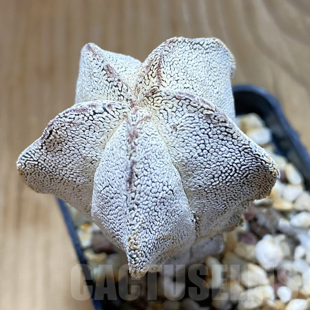 SH8064 Astrophytum myriostigma ‘Onzuka’ V-Type