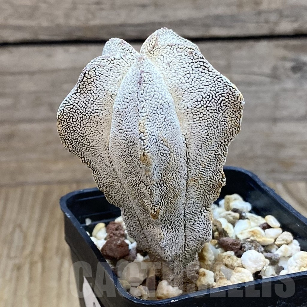 SH8064 Astrophytum myriostigma ‘Onzuka’ V-Type - Image 2