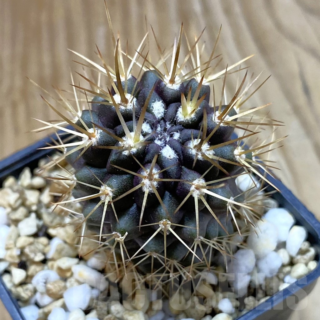 SH8105 Eriosyce curvispina