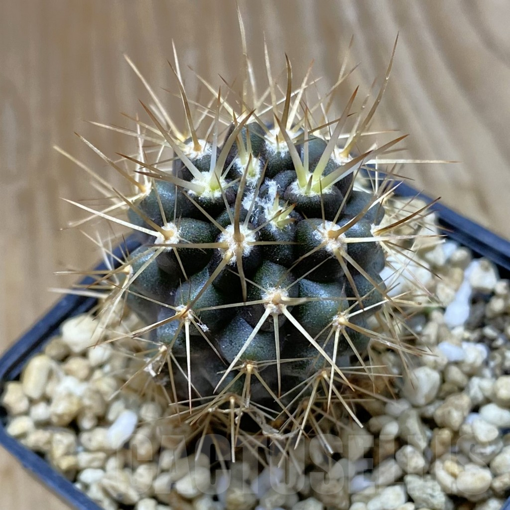 SH8106 Eriosyce curvispina