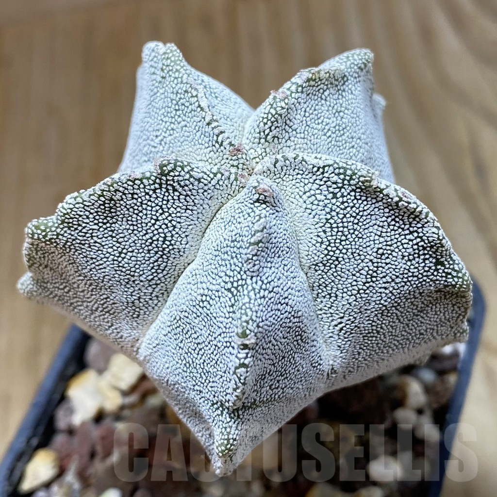 SH8065 Astrophytum myriostigma ‘Onzuka’ 'Kikko'