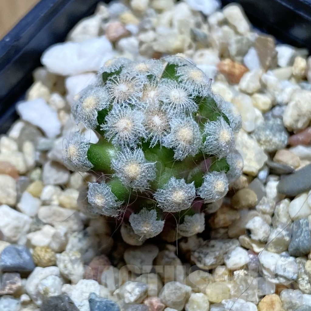 SH8108 Mammillaria theresae, seedling