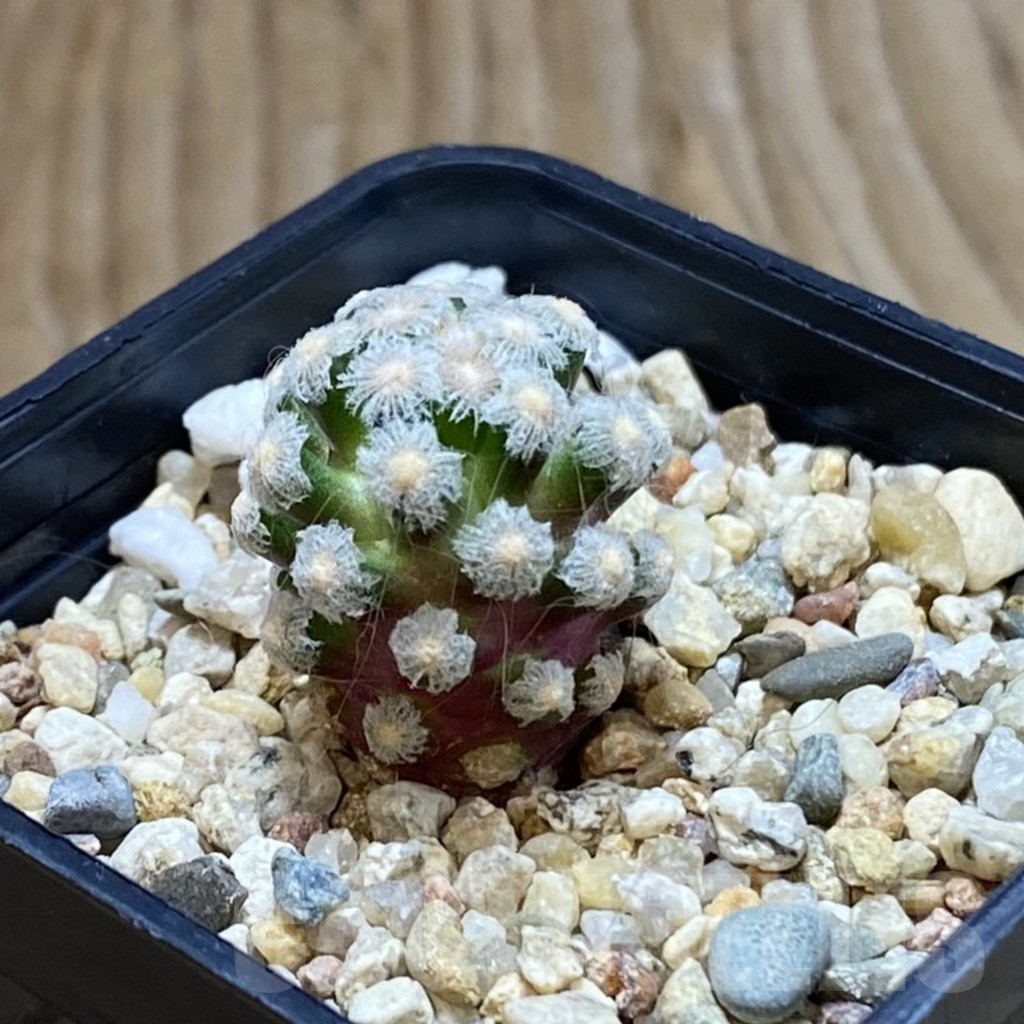 SH8108 Mammillaria theresae, seedling - Image 2