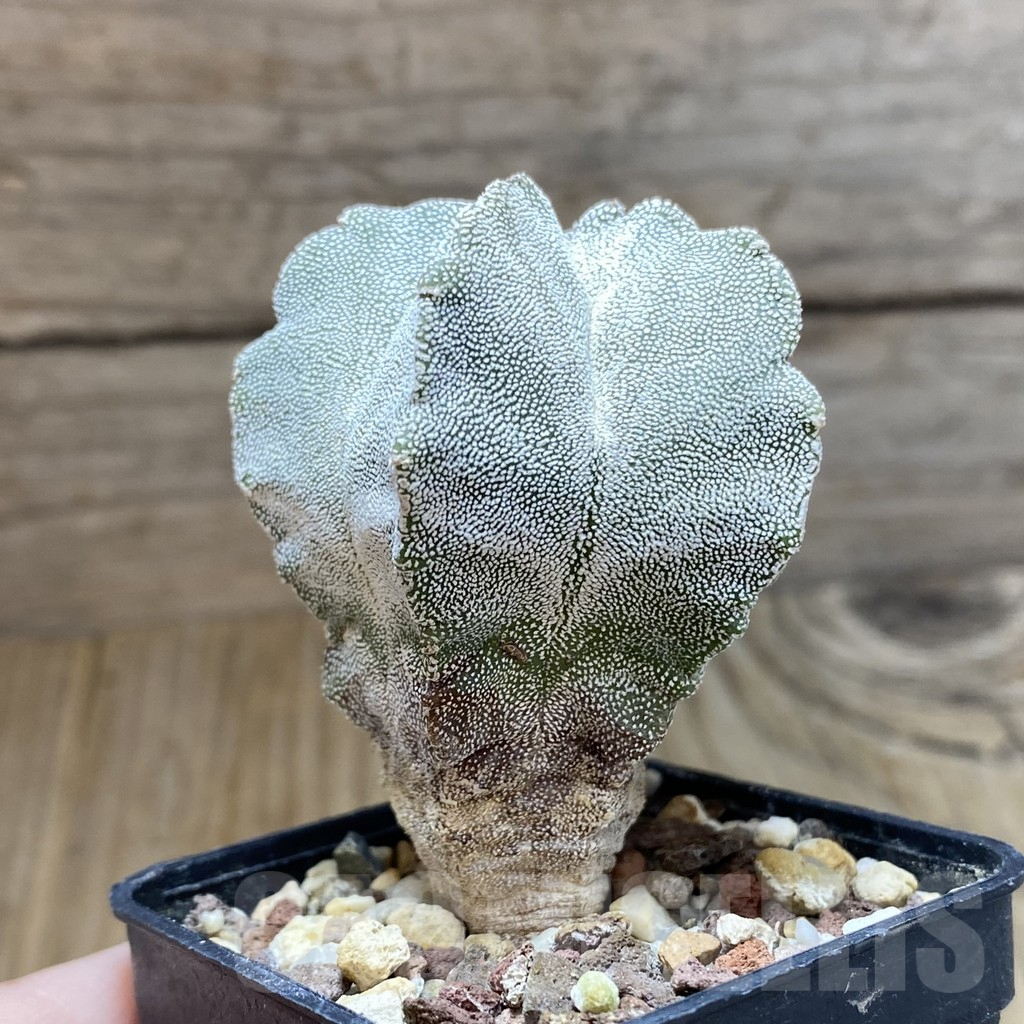 SH8065 Astrophytum myriostigma ‘Onzuka’ 'Kikko' - Image 2
