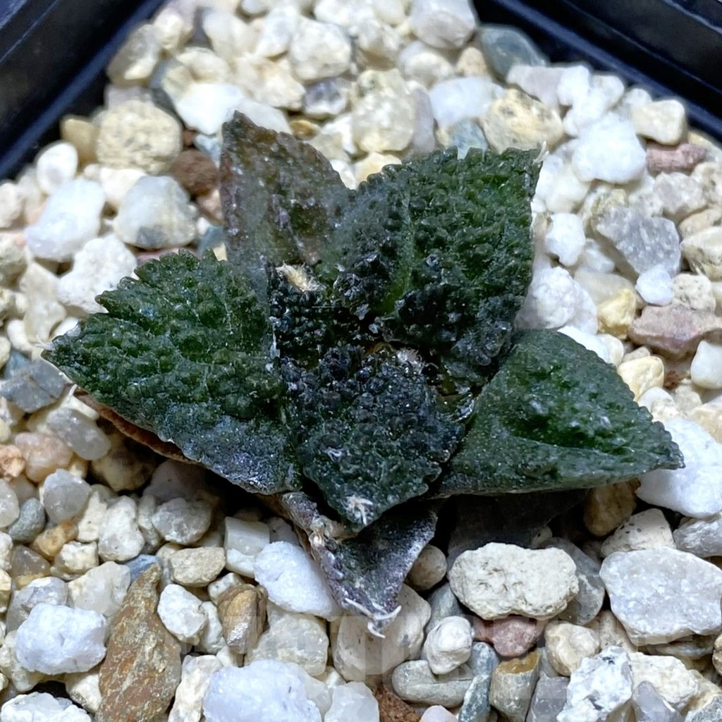 SH8114 Ariocarpus fissuratus ‘Godzilla’ hybrid, seedling