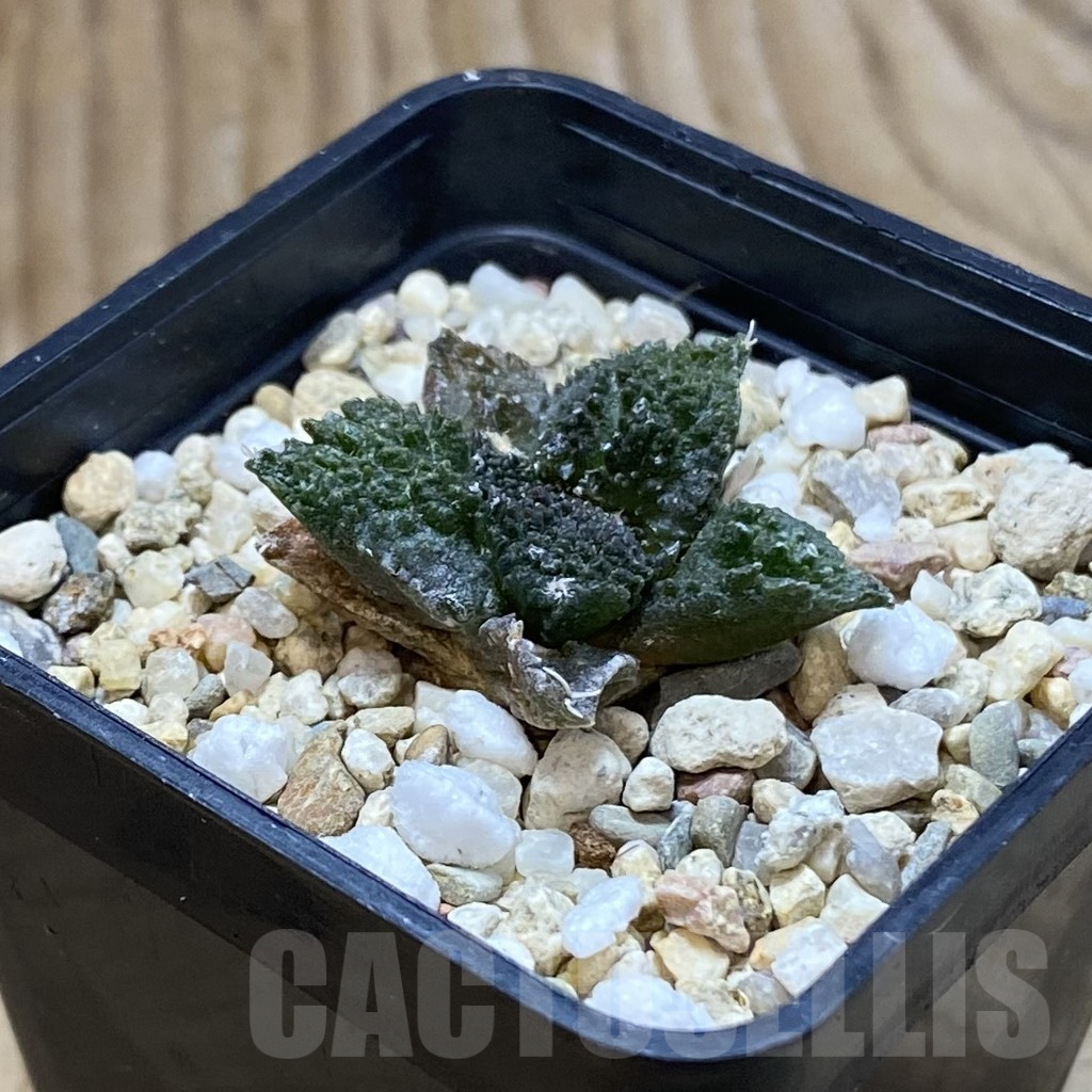 SH8114 Ariocarpus fissuratus ‘Godzilla’ hybrid, seedling - Image 2