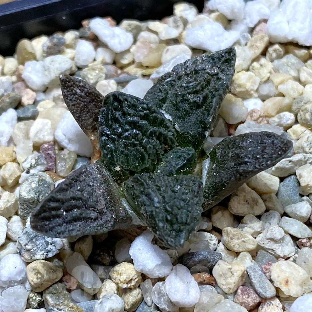 SH8117 Ariocarpus fissuratus VZD 341