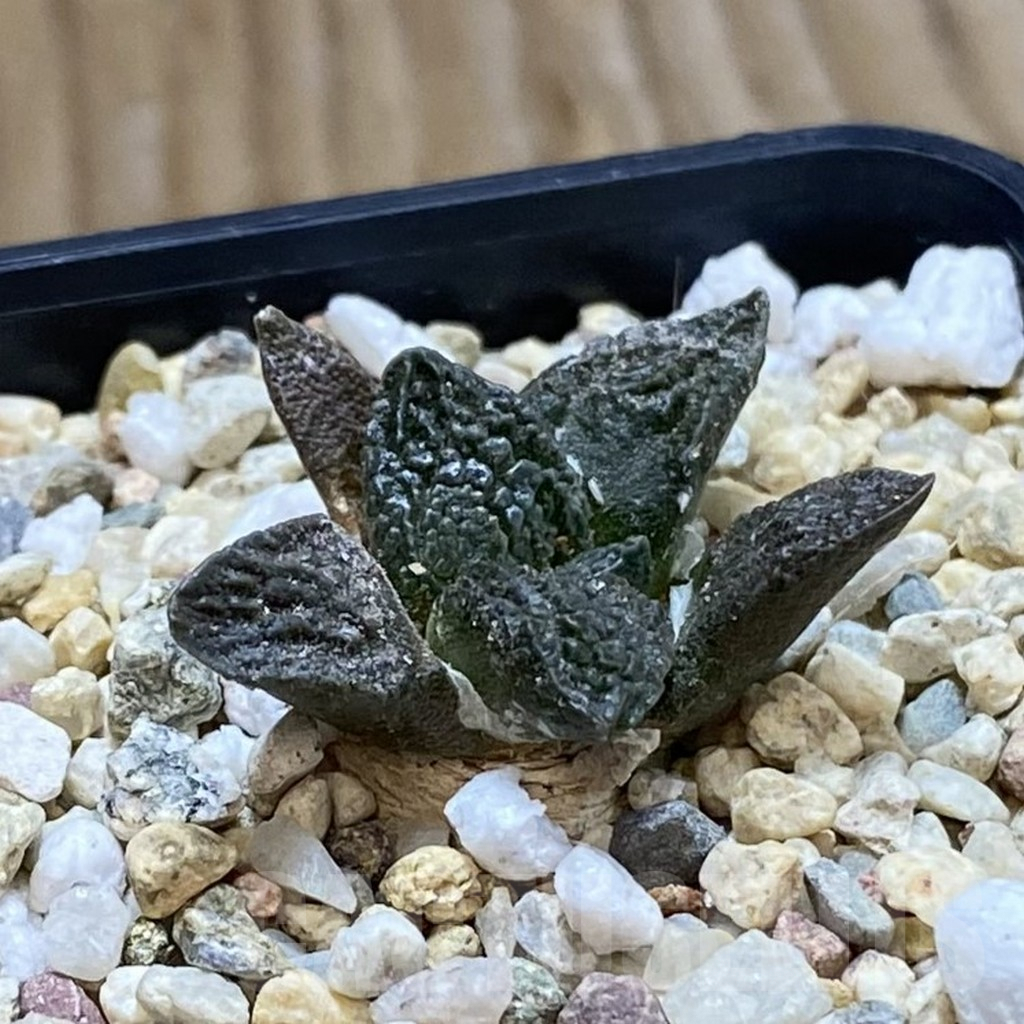 SH8117 Ariocarpus fissuratus VZD 341 - Image 2
