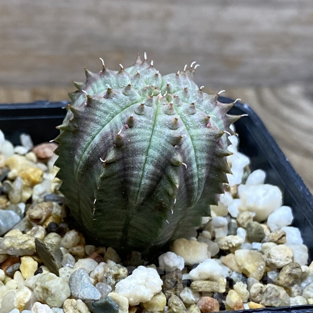 SH8118 Euphorbia susannae x obesa, seedling - Image 2