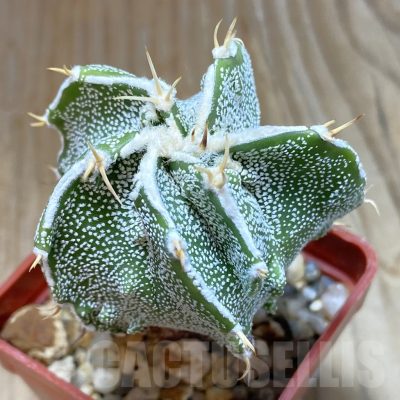 SH8061 Astrophytum ornatum hybrid