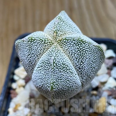 SH8068 Astrophytum myriostigma ‘Onzuka’ f. quadricostatum