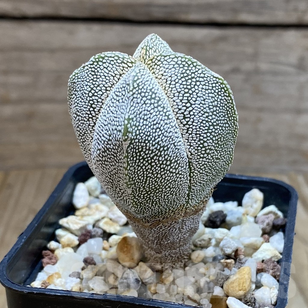 SH8068 Astrophytum myriostigma ‘Onzuka’ f. quadricostatum - Image 2