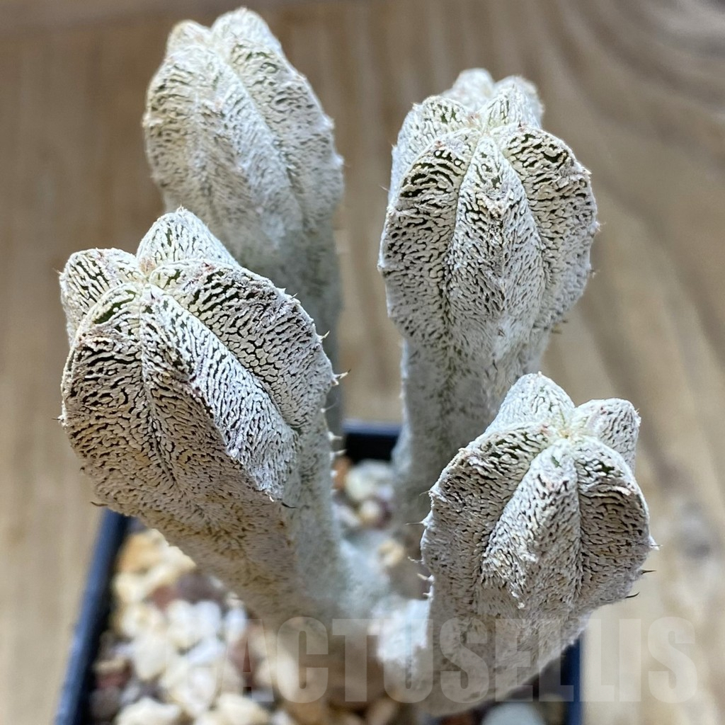 SH8070 Astrophytum myriostigma ‘Onzuka’