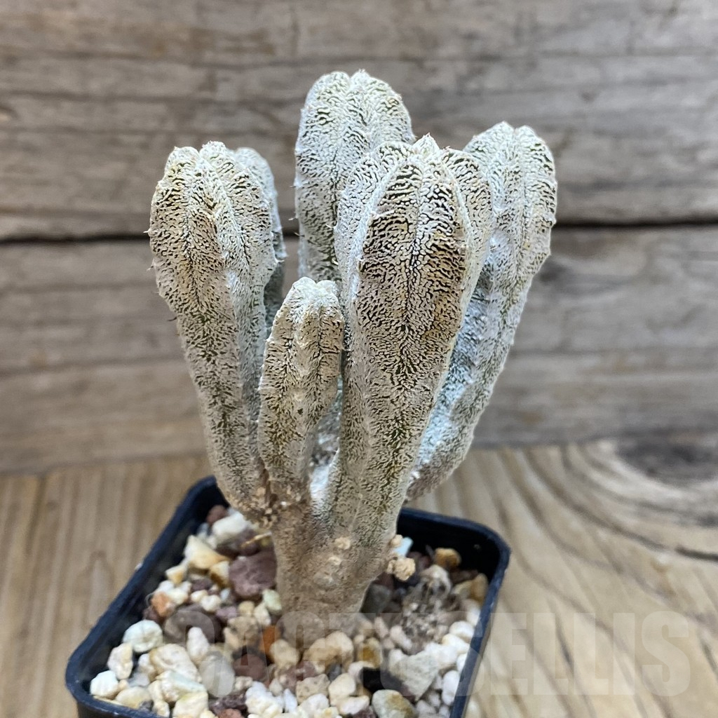 SH8070 Astrophytum myriostigma ‘Onzuka’ - Image 2