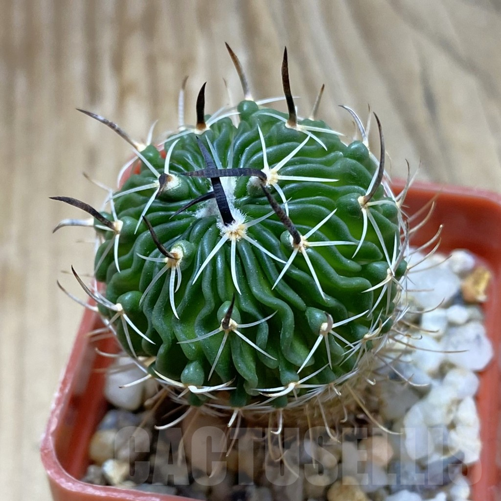SH8079 Echinofossulocactus sp. CB 011075