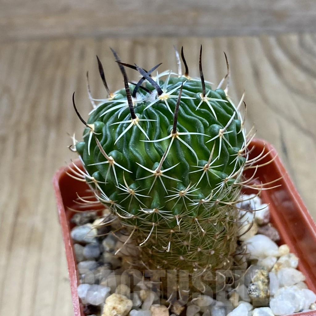 SH8079 Echinofossulocactus sp. CB 011075 - Image 2