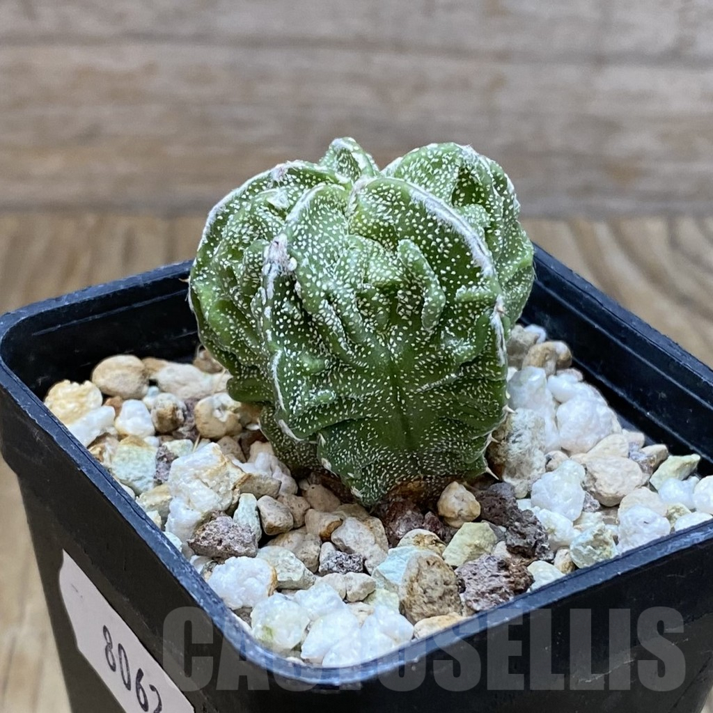 SH8062 Astrophytum myriostigma ‘Fukuryu’ - Image 2