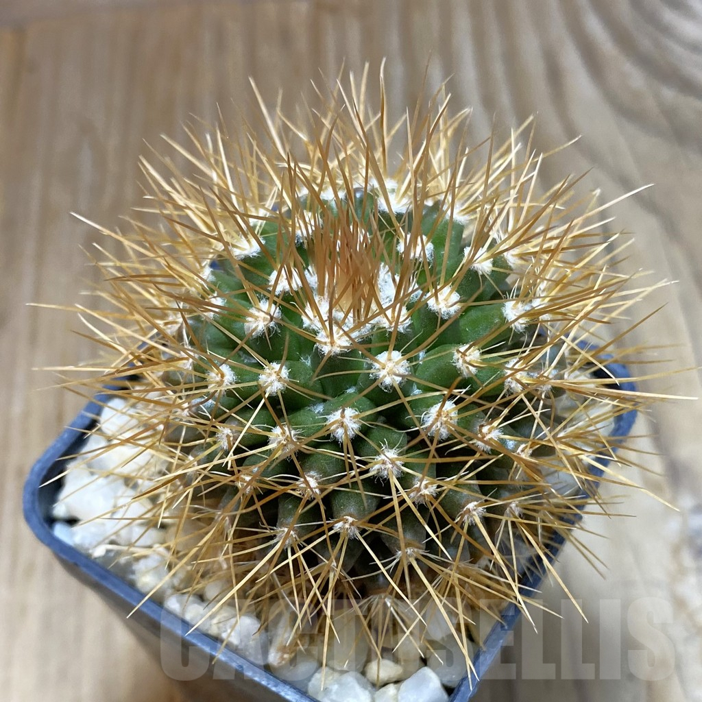 SH8083 Mammillaria nivosa