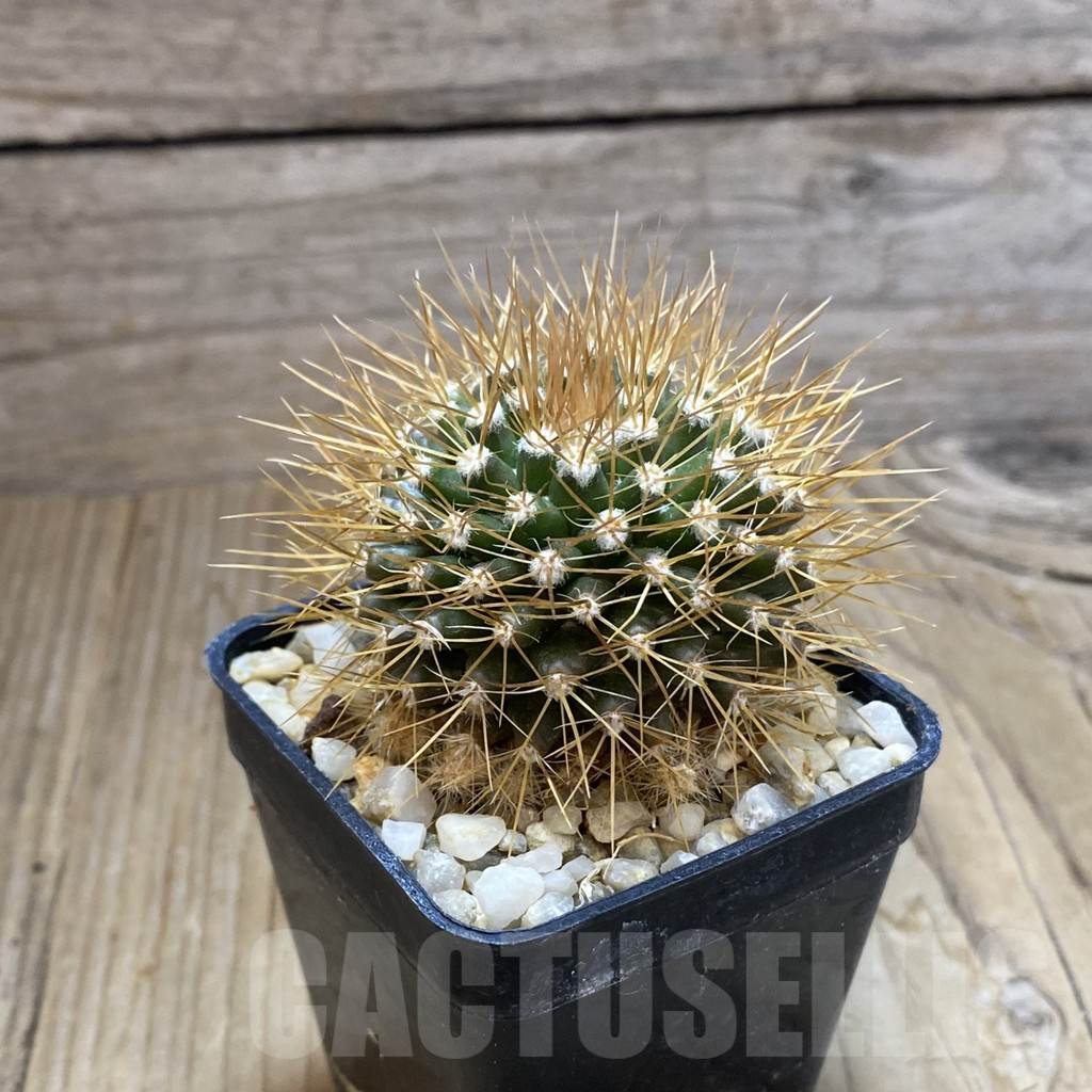 SH8083 Mammillaria nivosa - Image 2