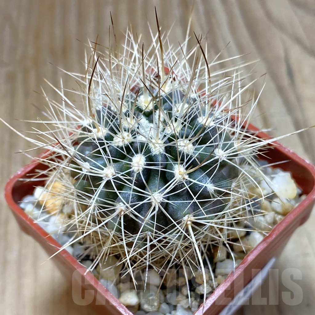 SH8084 Horridocactus eriosyzoides