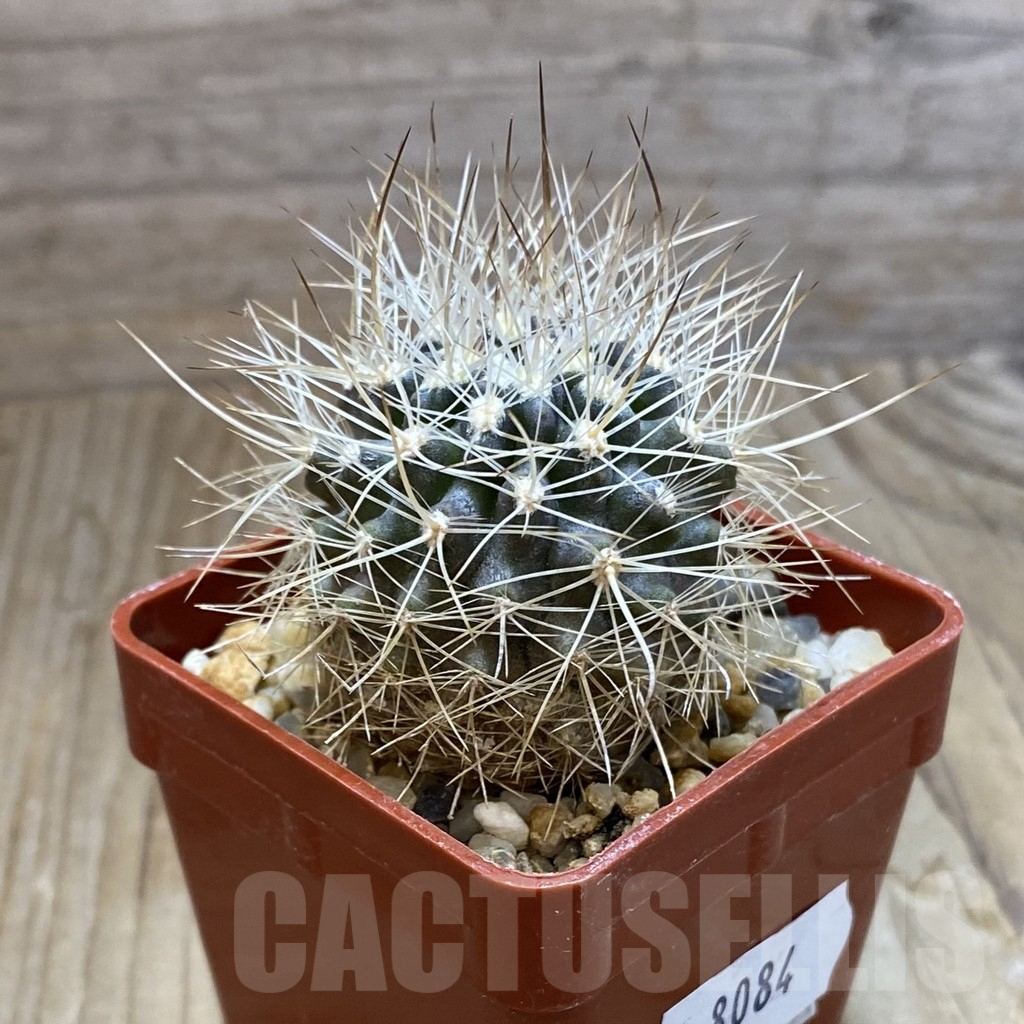 SH8084 Horridocactus eriosyzoides - Image 2