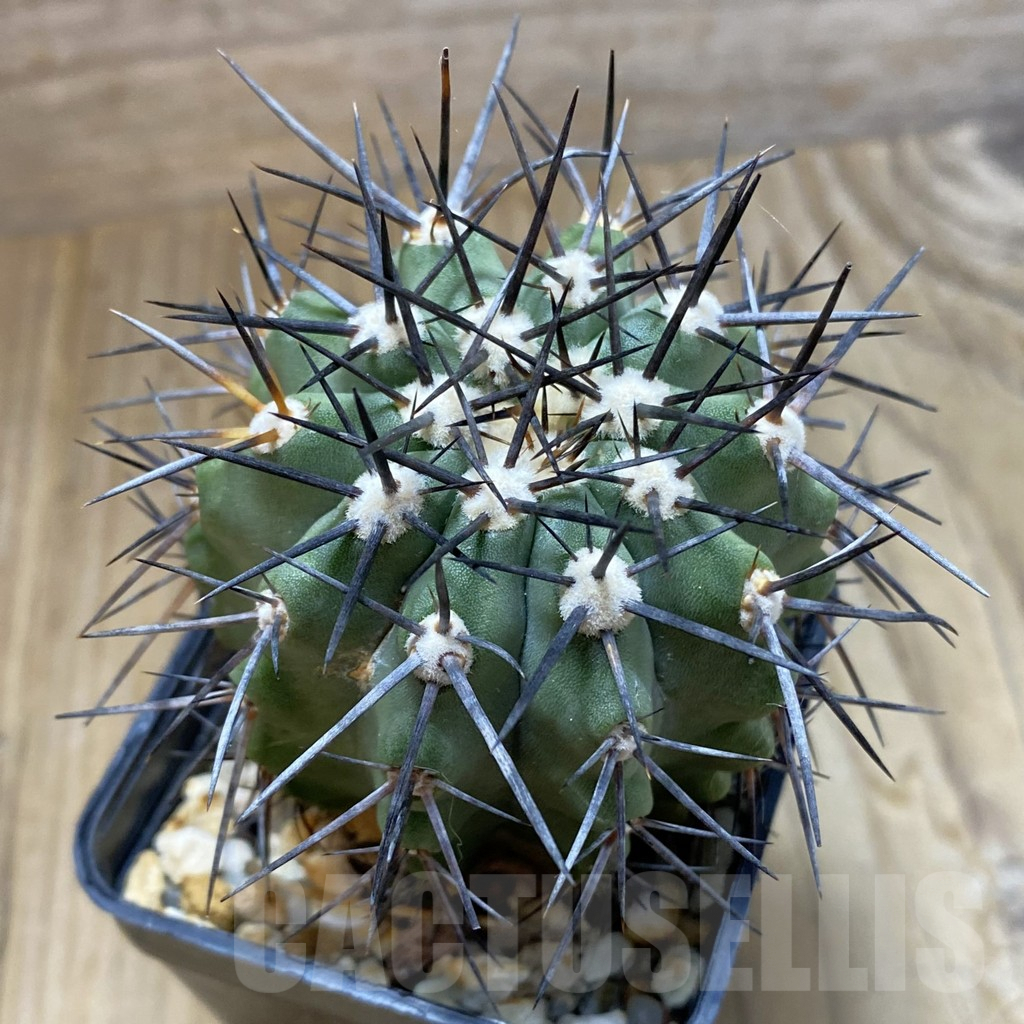 SH8085 Copiapoa marginata